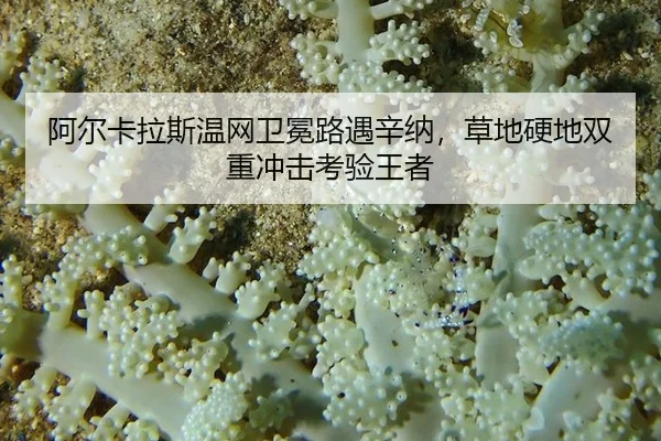 阿尔卡拉斯温网卫冕路遇辛纳，草地硬地双重冲击考验王者