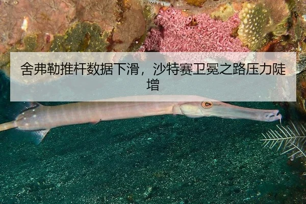 舍弗勒推杆数据下滑，沙特赛卫冕之路压力陡增